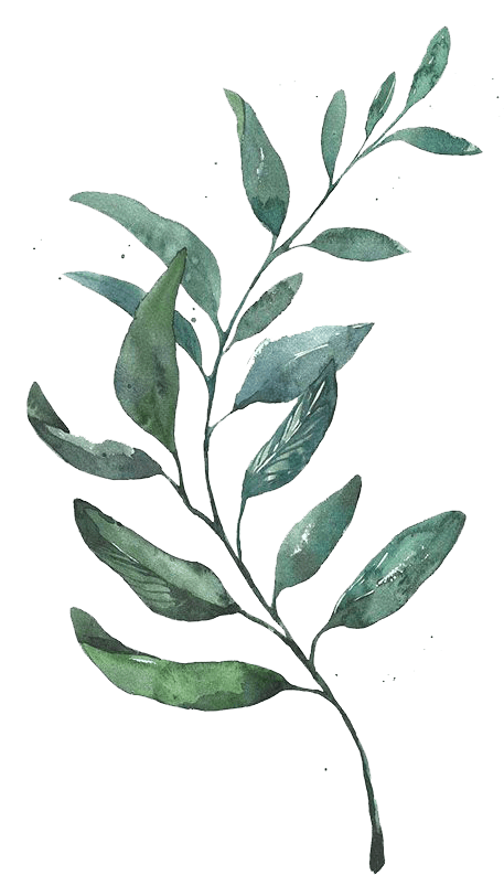 leaves illustration