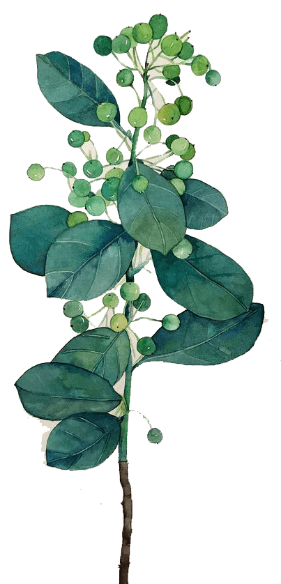 leaves illustration